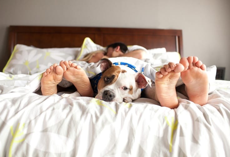 sleeping-with-pet-8