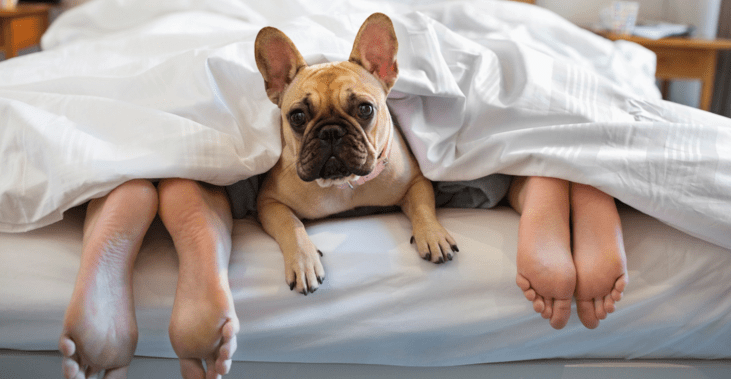 sleeping-with-pets-2