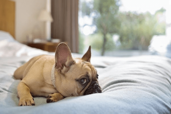 dog-on-bed-1