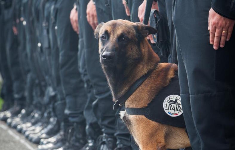 Diesel-chien-RAID