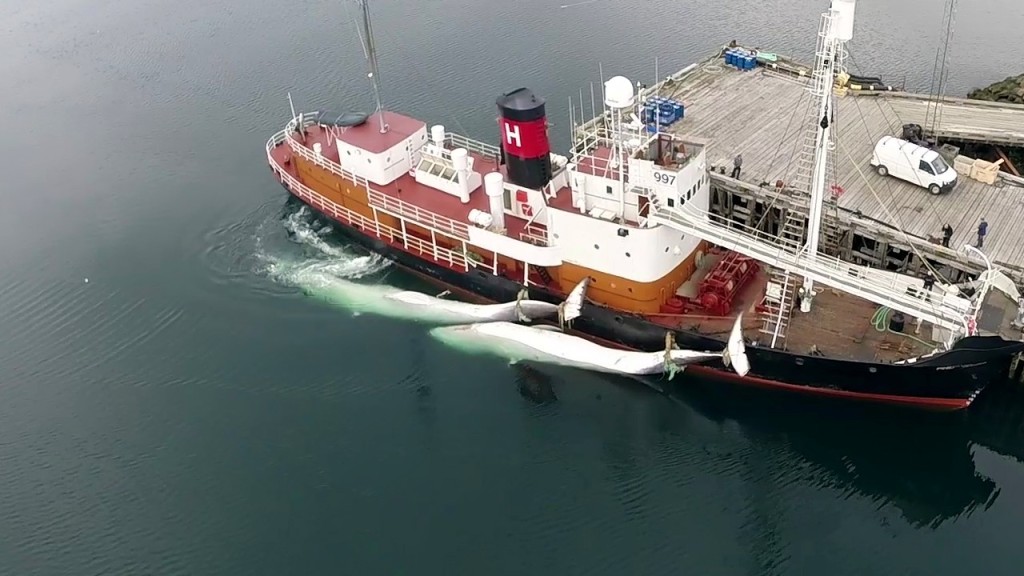 11731898_1074120889284352_7225752964804075924_o