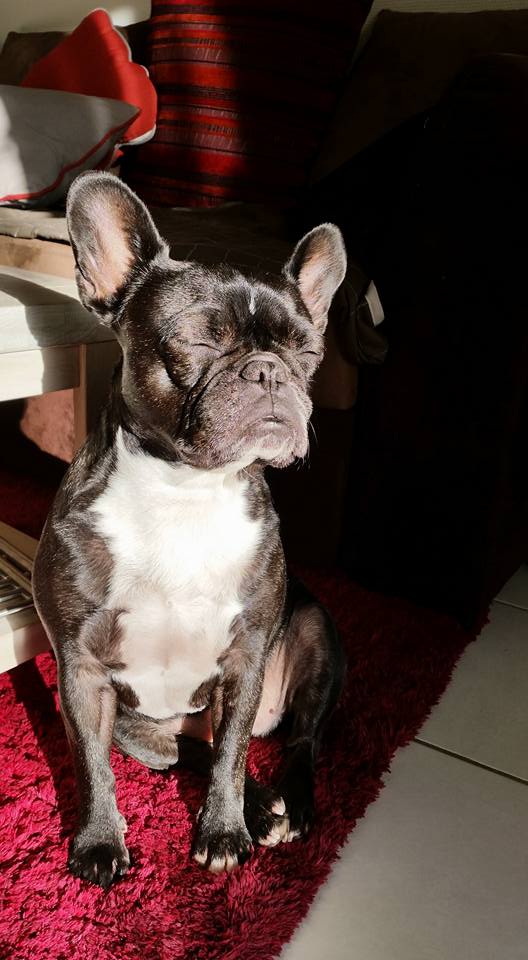 Bouledogue-7