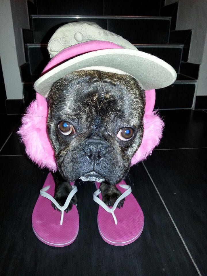 bouledogue français