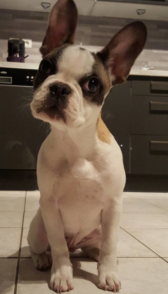 adopter bouledogue français