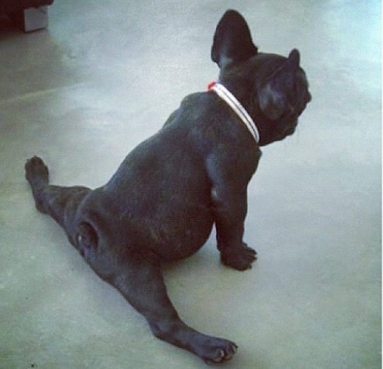 Bouledogue association 