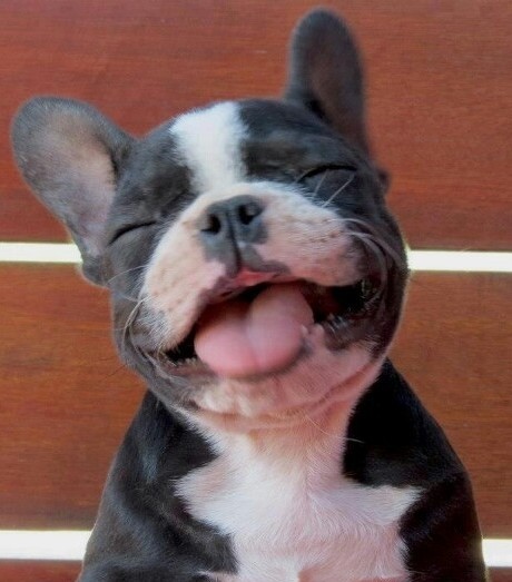 association bouledogue