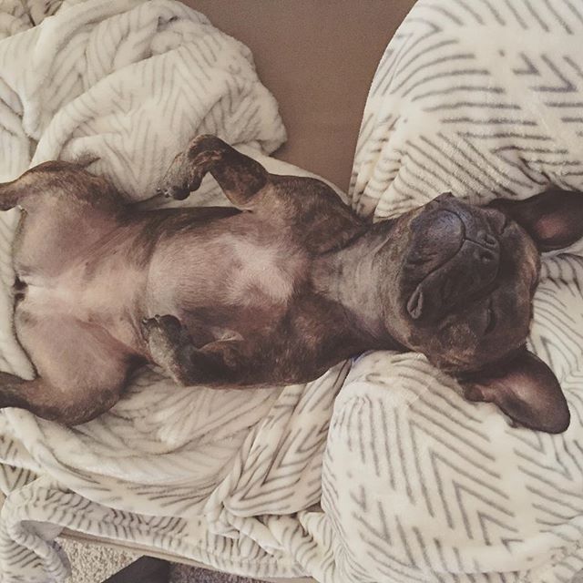 Bouledogue français adoption 