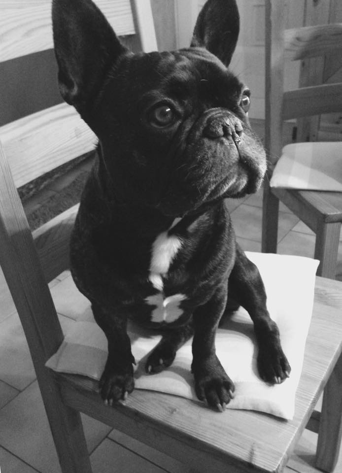 Bouledogue français