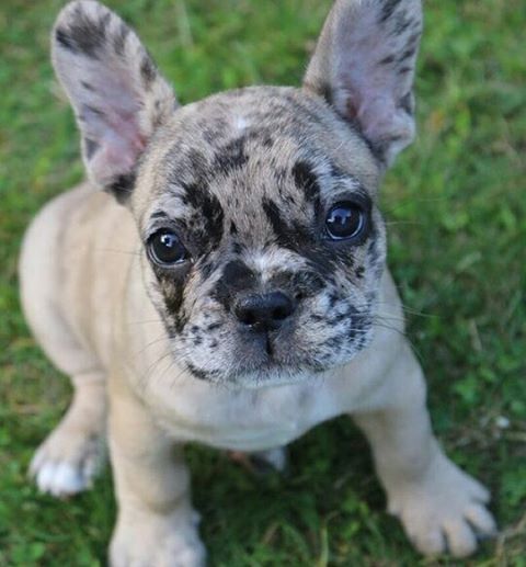 Bouledogue 