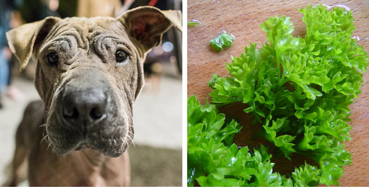 dog-coriandre