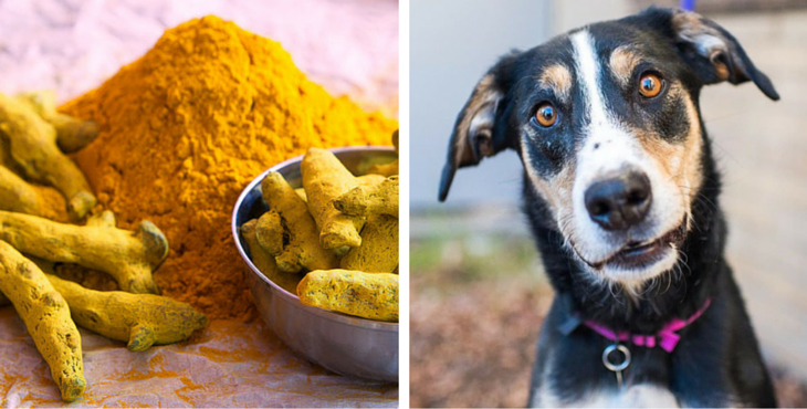 dog-curcuma