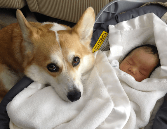 baby-vs-dog-10
