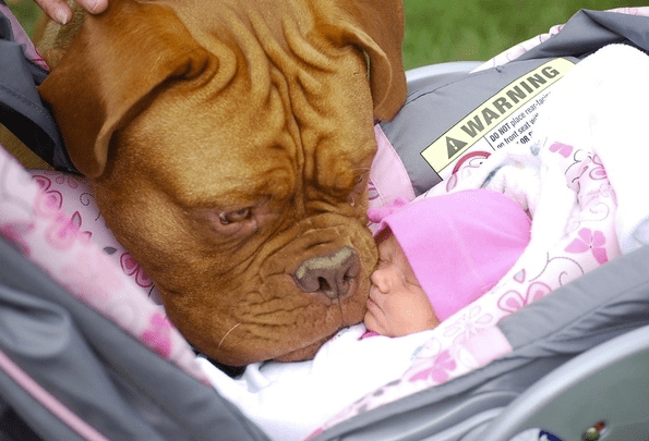 baby-vs-dog-7