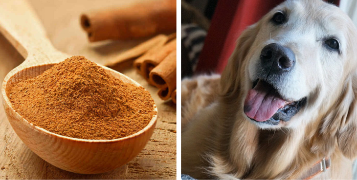 dog-cinnamon