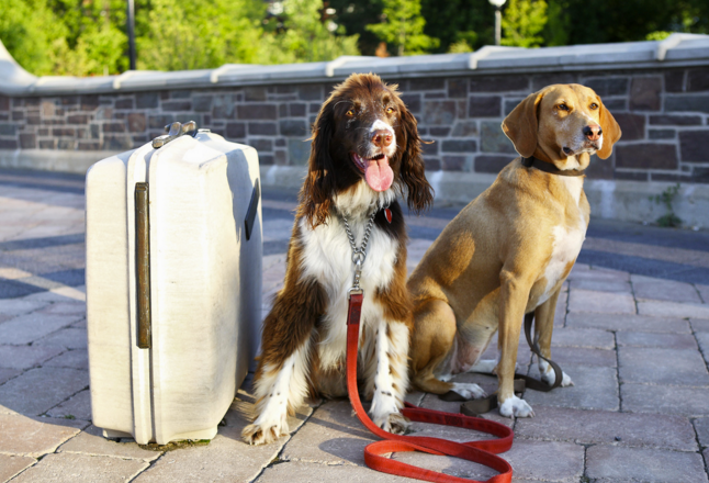 dog-travel-guide-3