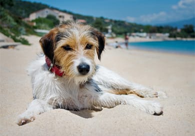 dog-on-beach