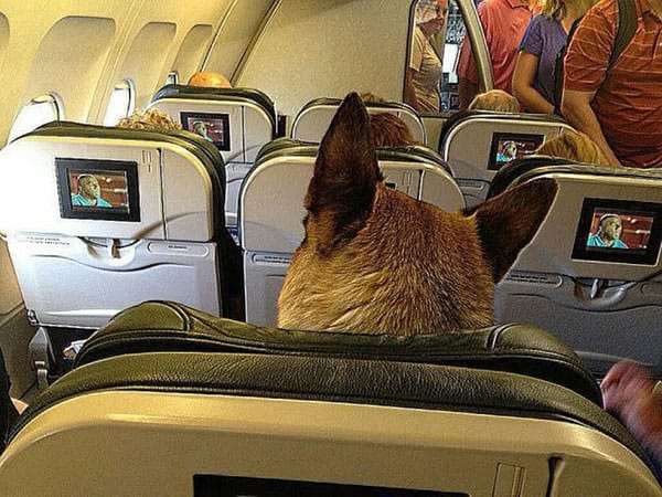 dog-on-plane