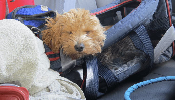 dog-travel-guide-9