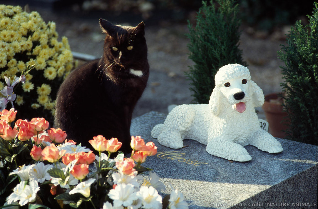 Le cimetière des chiens d'Asnières-sur-Seine est considéré comme le premier cimetière animalier créé au monde