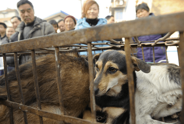 millionaire-shelter-2