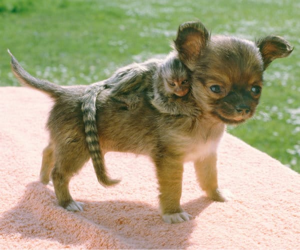 chihuahua-breed-17