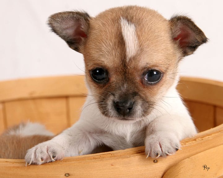 chihuahua-puppy-1