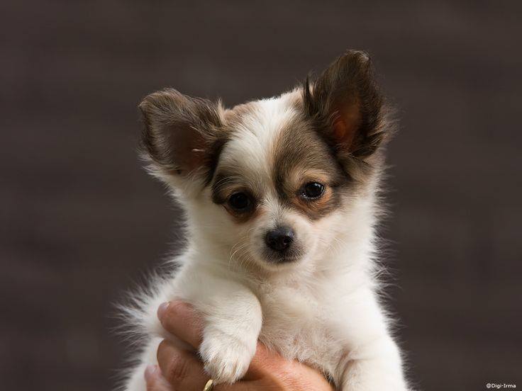 chihuahua-breed-6