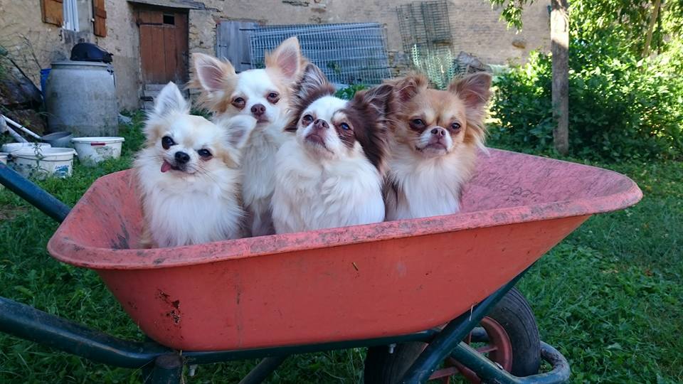 chihuahua-breed-coverimage