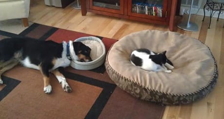 funny-dog-cat-big-bed-jerk