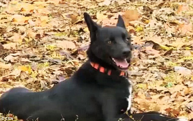 dog-walks-200-miles-2