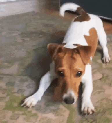 jack-russell-gif-1