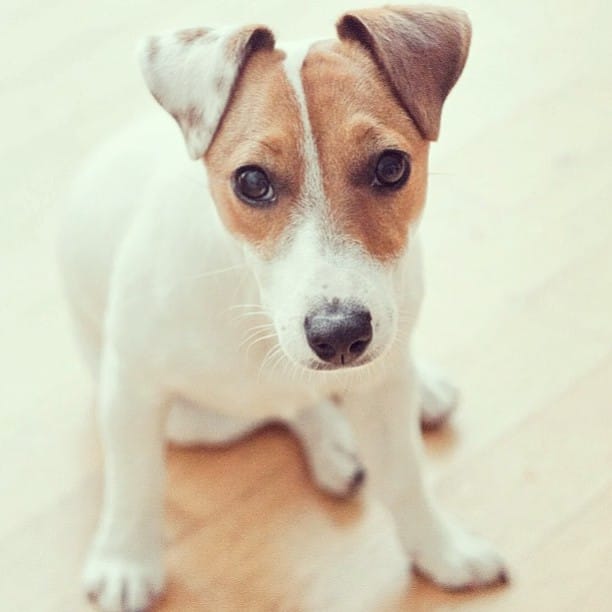 jack-russels-1