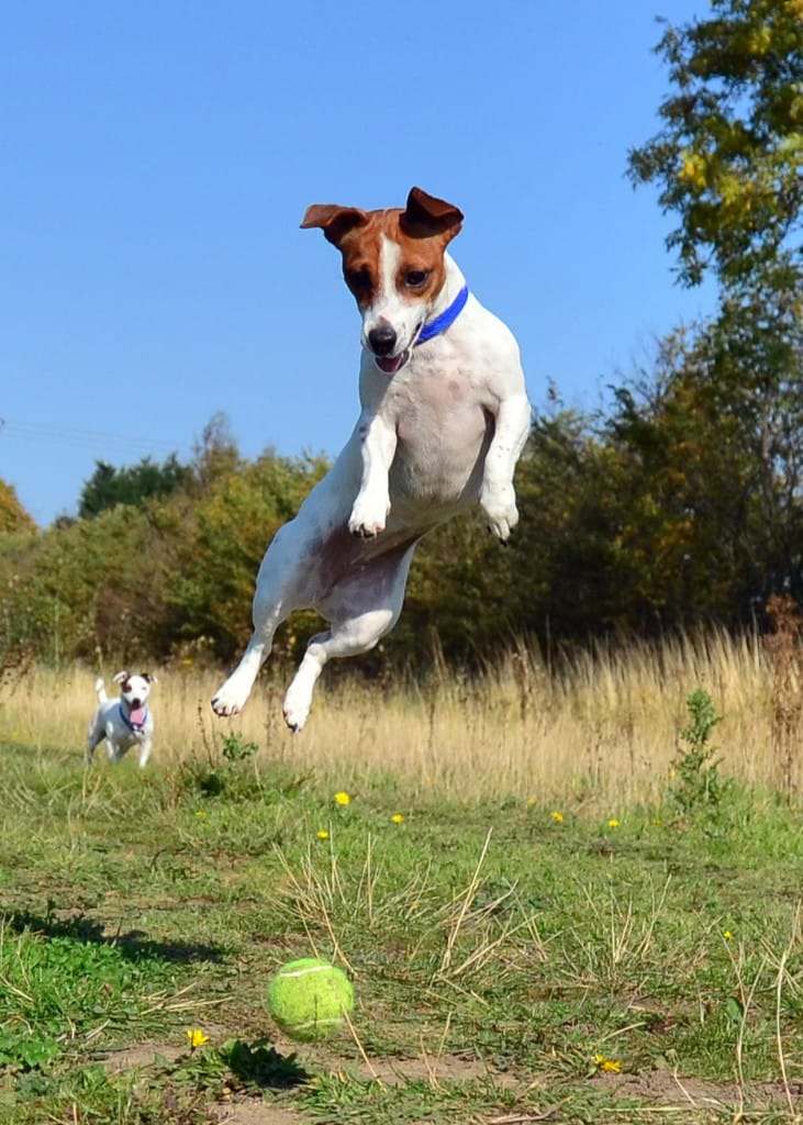 Jack_Russell_Terrier_Lola
