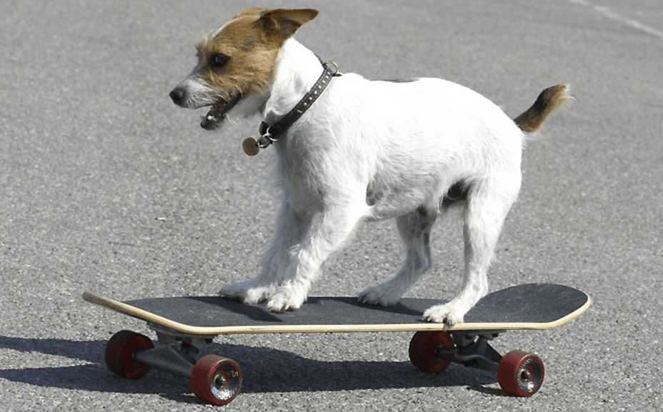 Jack-russell-skate