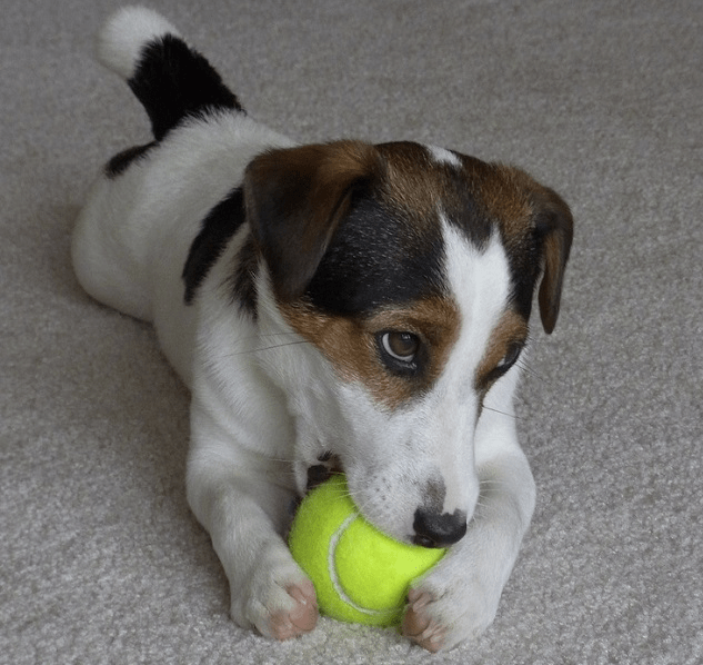 jack-russell-pup-1