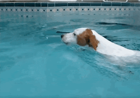 jack-russell-swim