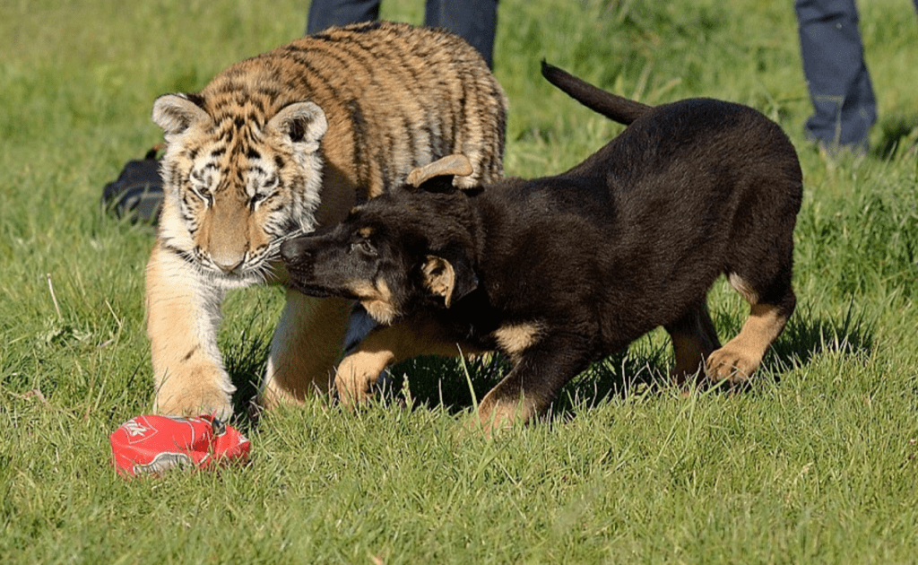 german-shepherds-tigers-7