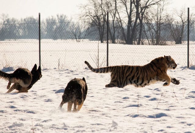german-shepherds-tigers-4