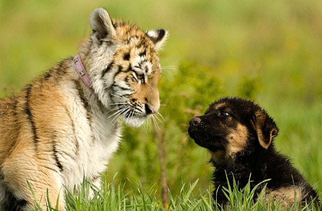 german-shepherds-tigers-1