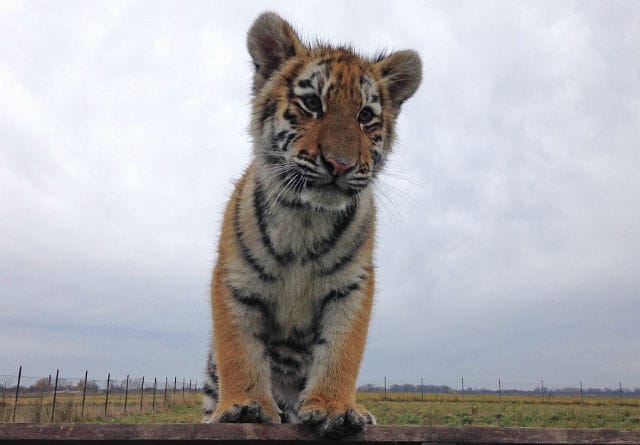 german-shepherds-tigers-2