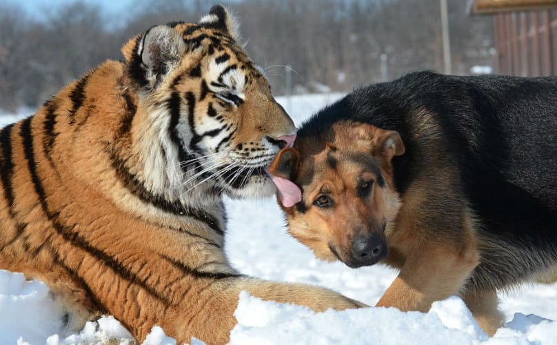 german-shepherds-tigers-3