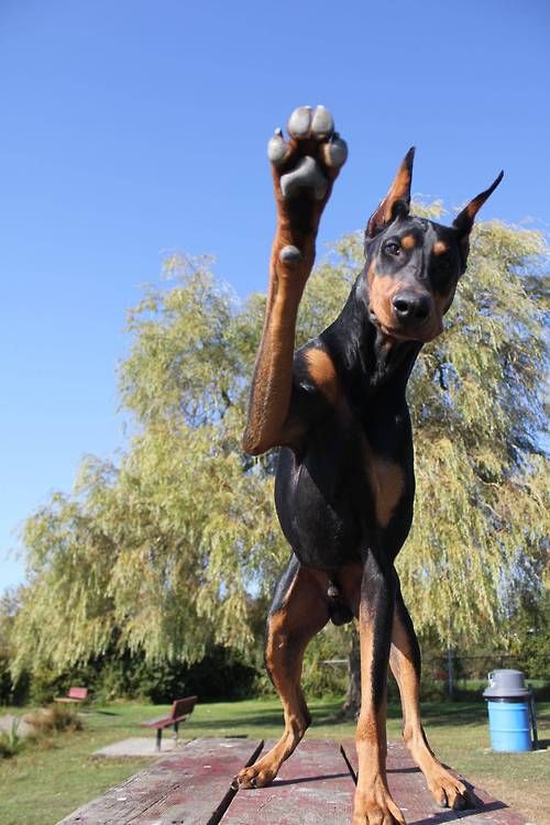 Dobermann-22