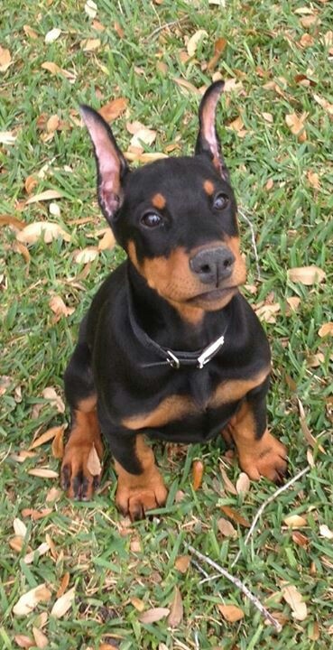 Dobermann-1