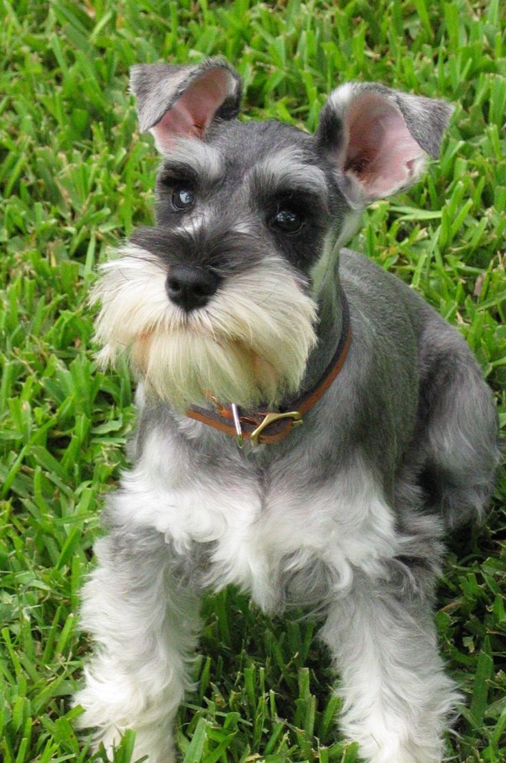 Schnauzer-16