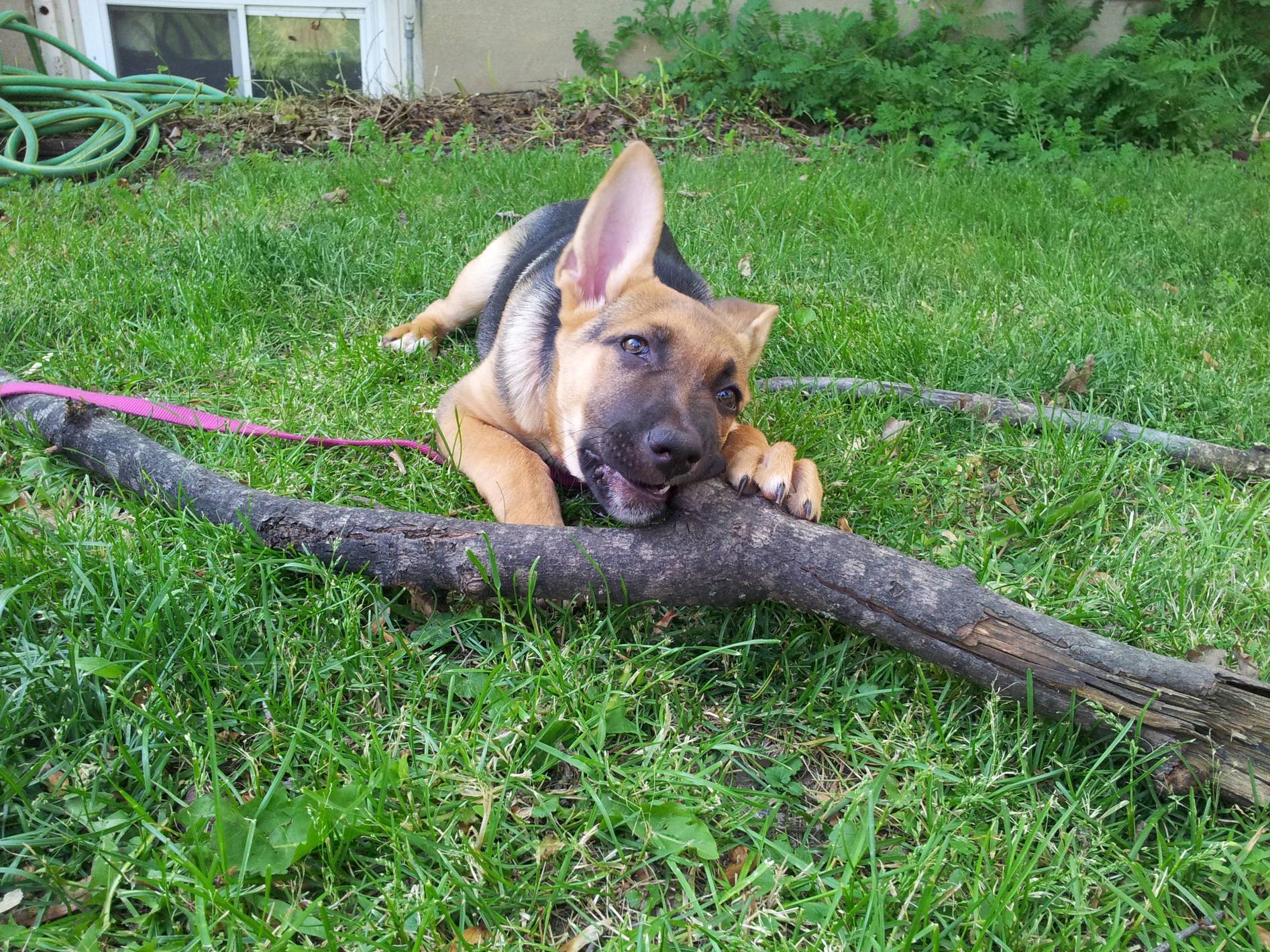 Berger-Allemand-fait-10