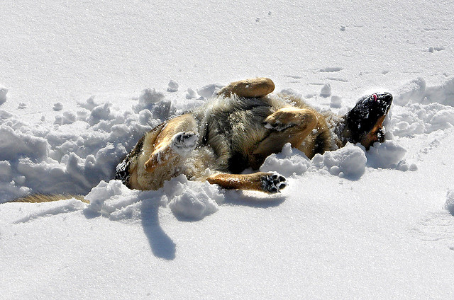 Berger-Allemand-fait-14