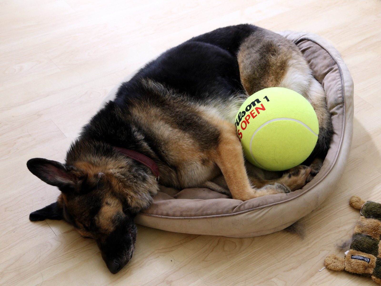 Berger-Allemand-fait-6