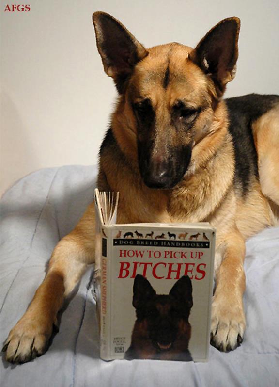 Berger-Allemand-fait-12