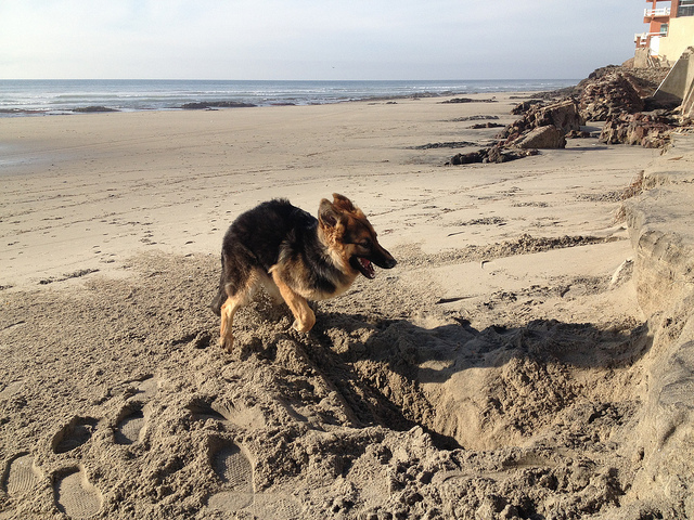 Berger-Allemand-fait-13