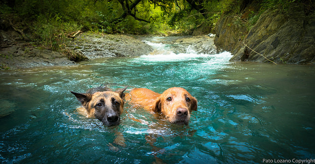 Berger-Allemand-fait-15